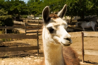  Nuestras amigas las llamas 
